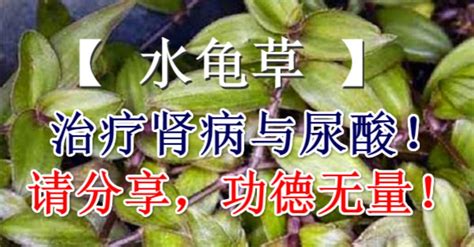 水龜草禁忌|水龟草——肾病者的希望